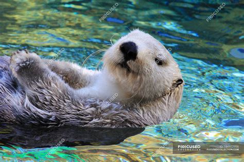 Otter swimming - To book any animal encounters, including the otter swim, make your reservations on the Barn Hill Preserve website . Barn Hill Preserve in Ethel, Louisiana is a 30-mile drive north of Baton Rouge ...